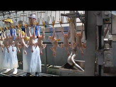 شكل من النباتات