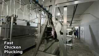 ناتف الدجاج