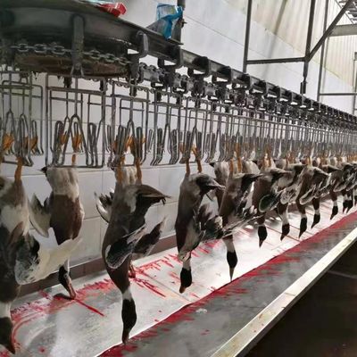 آلة ذبح الدجاج الأوزة الديك الرومي البط 1000BPH آلة معالجة الدواجن