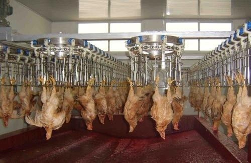 خط معالجة دواجن متين وقابل للتخصيص مع مواد من الفولاذ المقاوم للصدأ الفولاذ المقاوم للصدأ 304