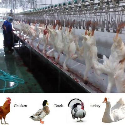 حلال الكامل كامل الوظائف الطيور الدجاج ذبح آلة خط