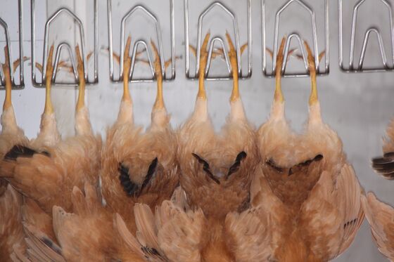 معدات ذبح الدجاج الحلال عالية الكفاءة خط معالجة الدواجن مفتوحة للقيام بـ 1000 طائر في الساعة